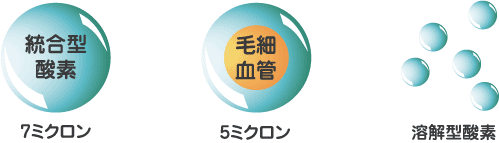 酸素は肺から取り込まれ、血液によって体内の細胞へ運ばれる