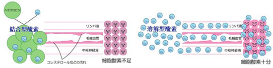 結合型酸素と溶解型酸素